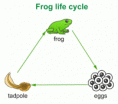 Life cycle of a Frog